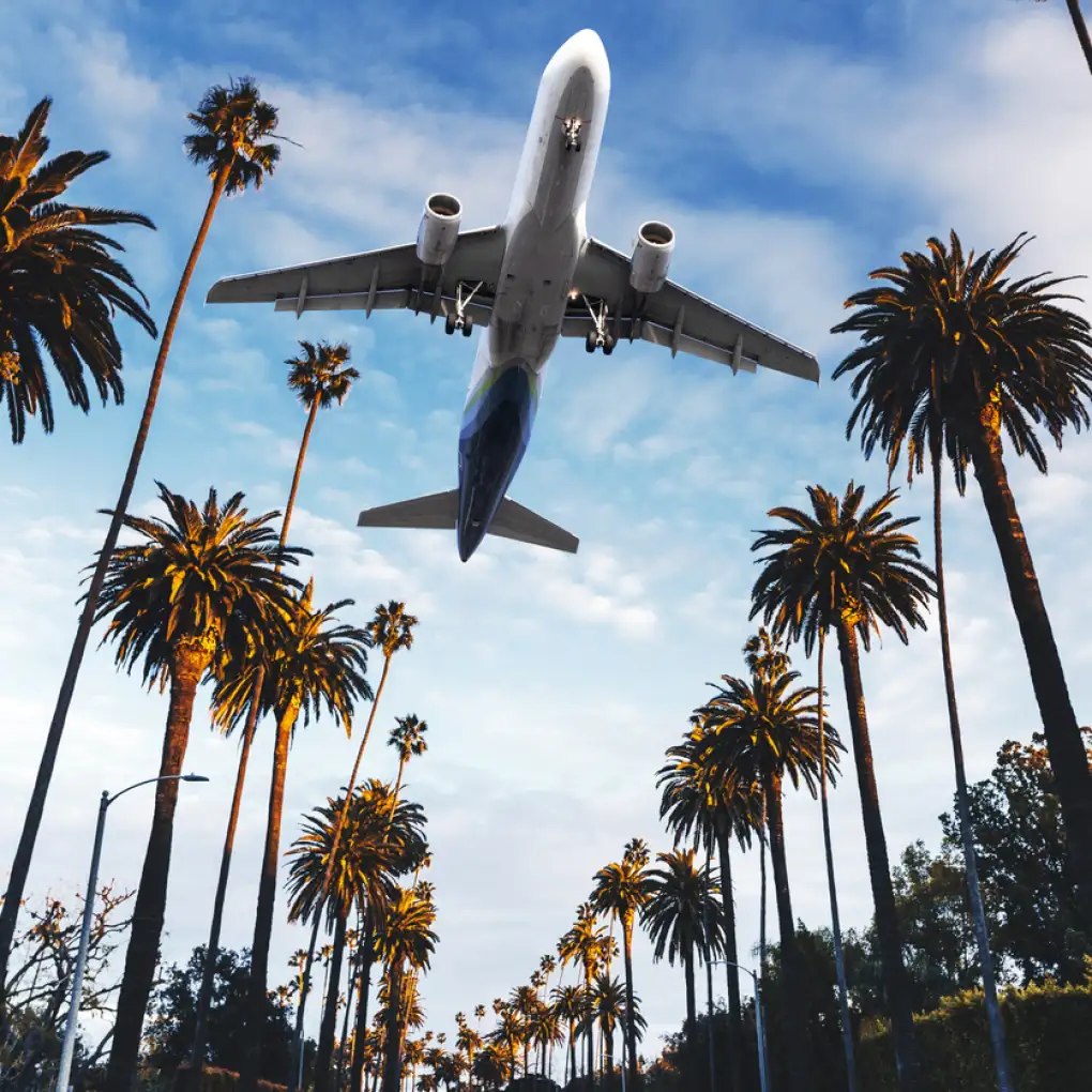 A plane flies over palm trees