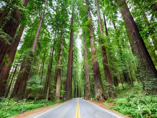 istock-186758525.jpg