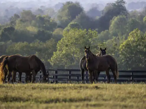 2019-kdthero-lexington-horse-farm.jpg