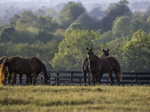 2019-kdthero-lexington-horse-farm.jpg